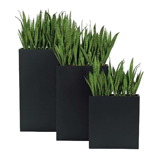 SANSEVIERIA IN SMALL BLK METAL- Local Pick Up Only