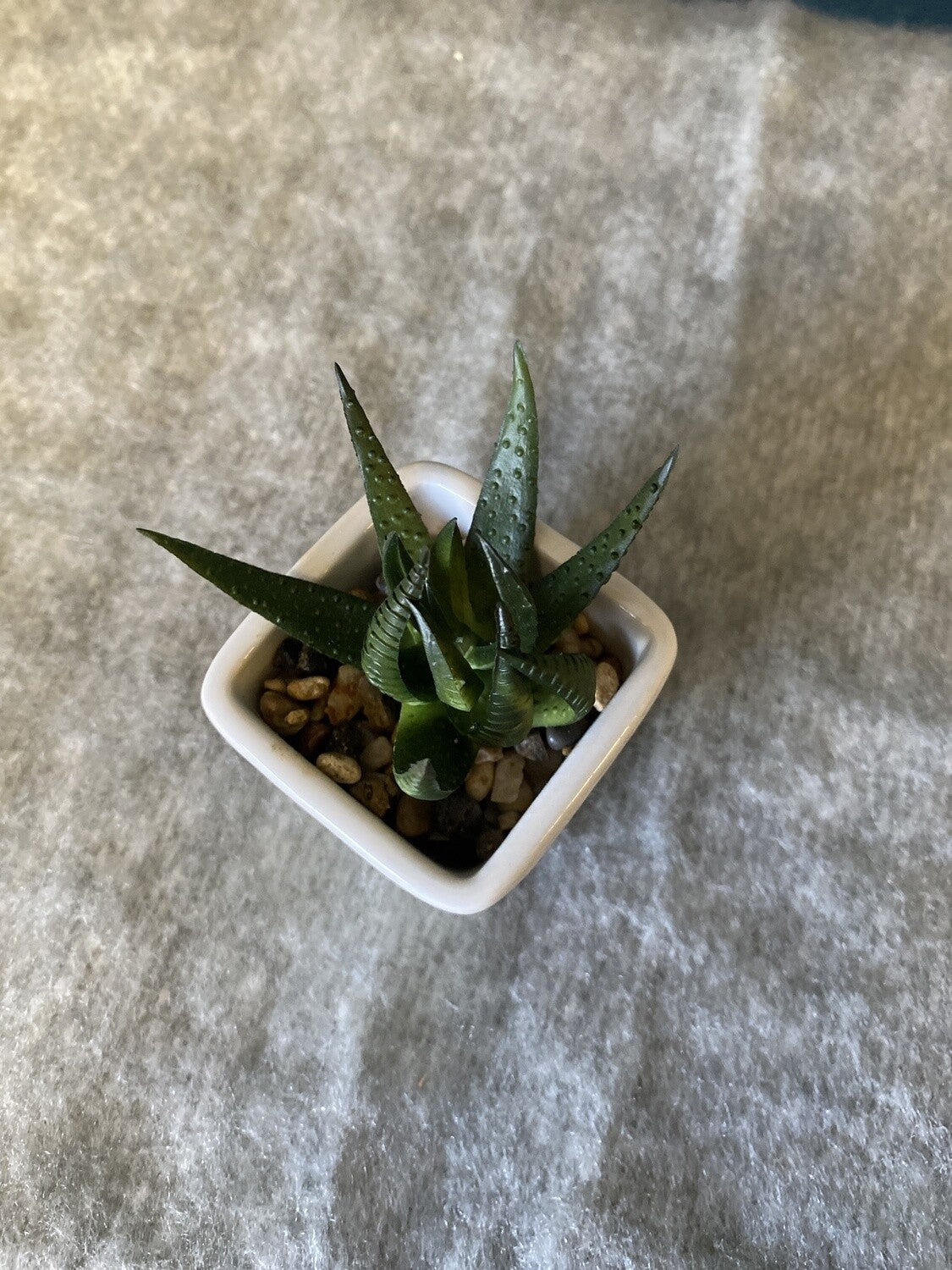 Small Faux Plant Decor - Open Box