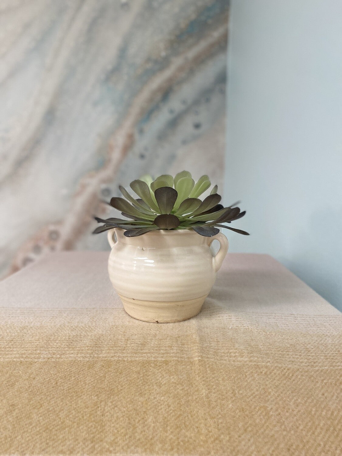 Accent Plant *OPEN BOX