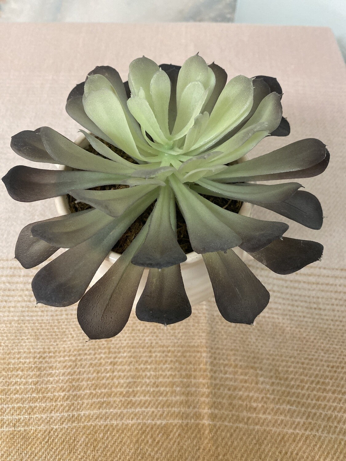 Accent Plant *OPEN BOX
