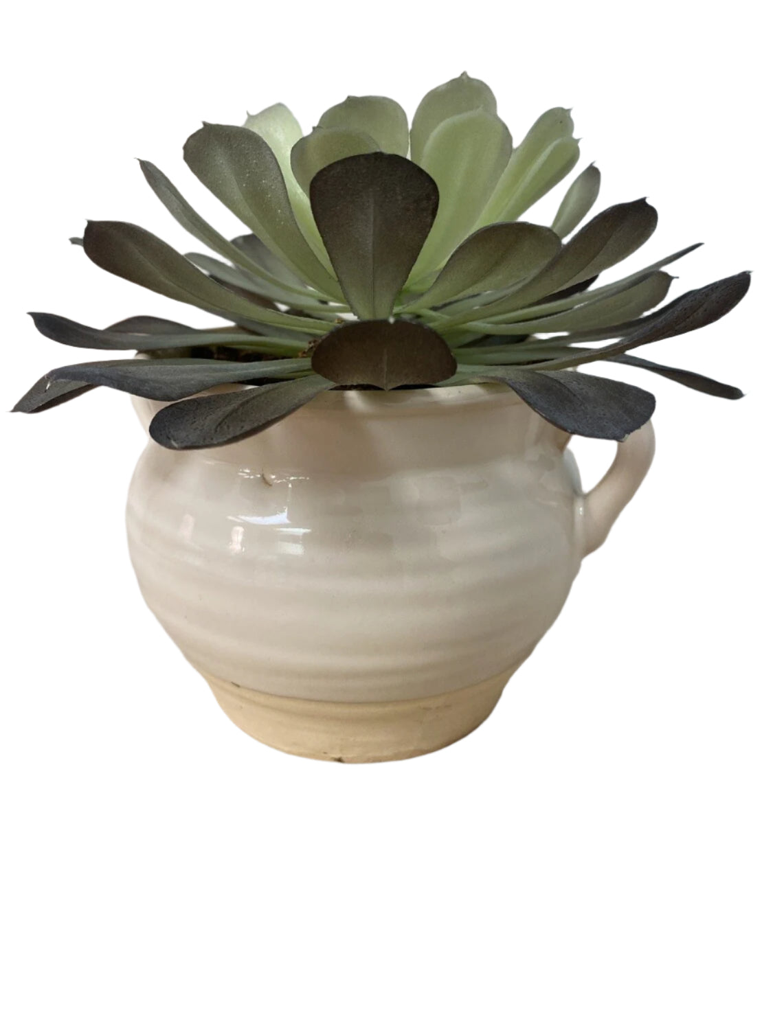 Accent Plant *OPEN BOX