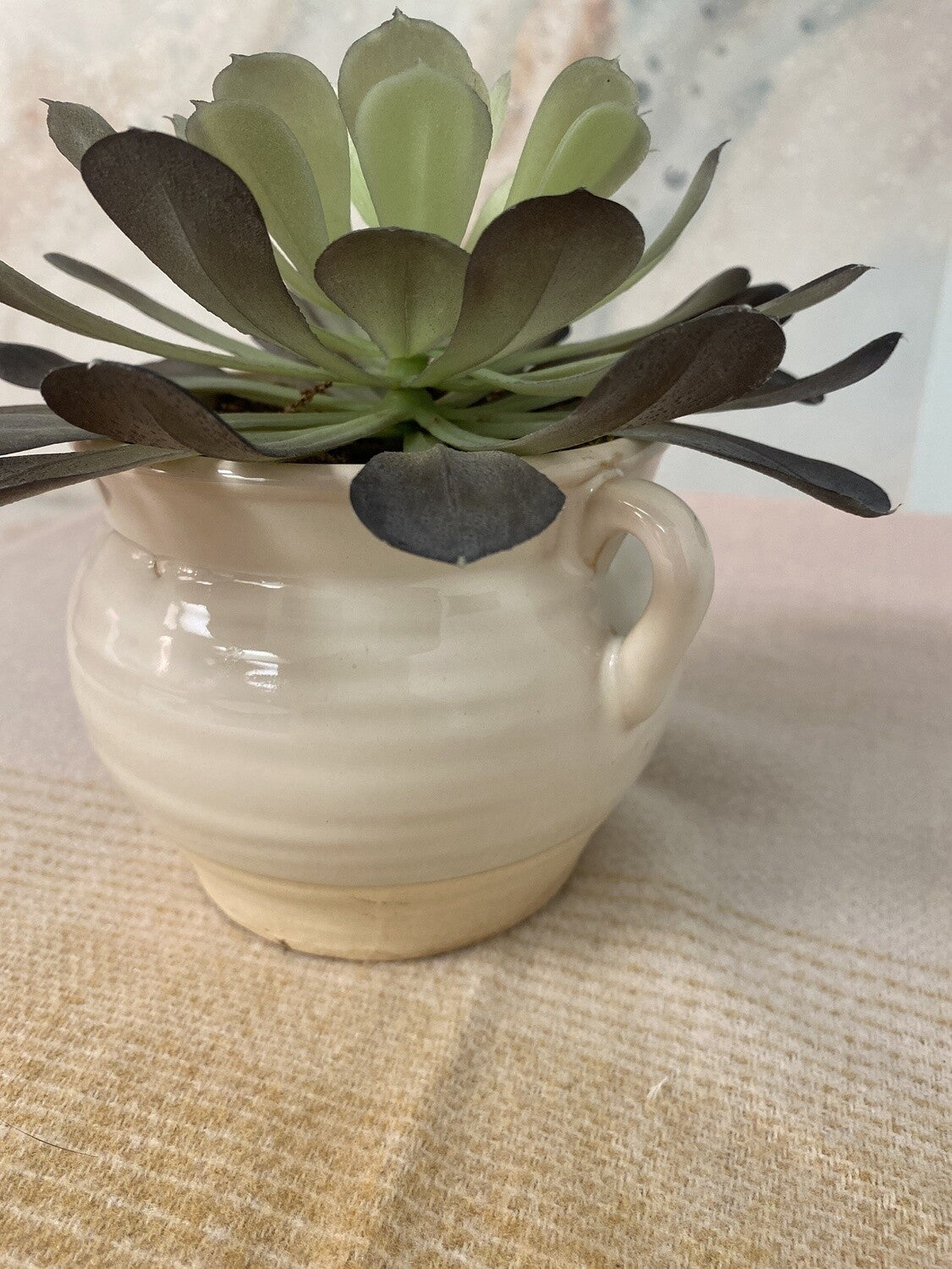 Accent Plant *OPEN BOX
