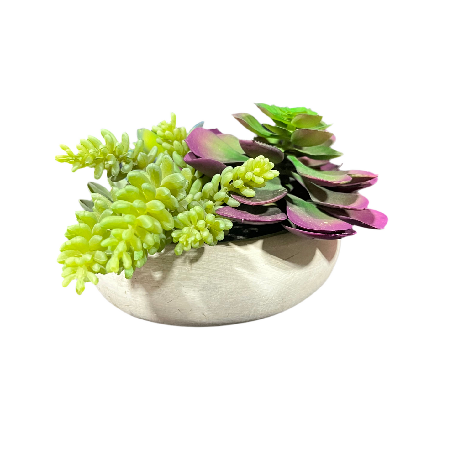 Assorted Succulent Plant- OPEN BOX