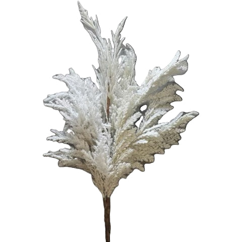 Pampas Grass Stem- Open Box
