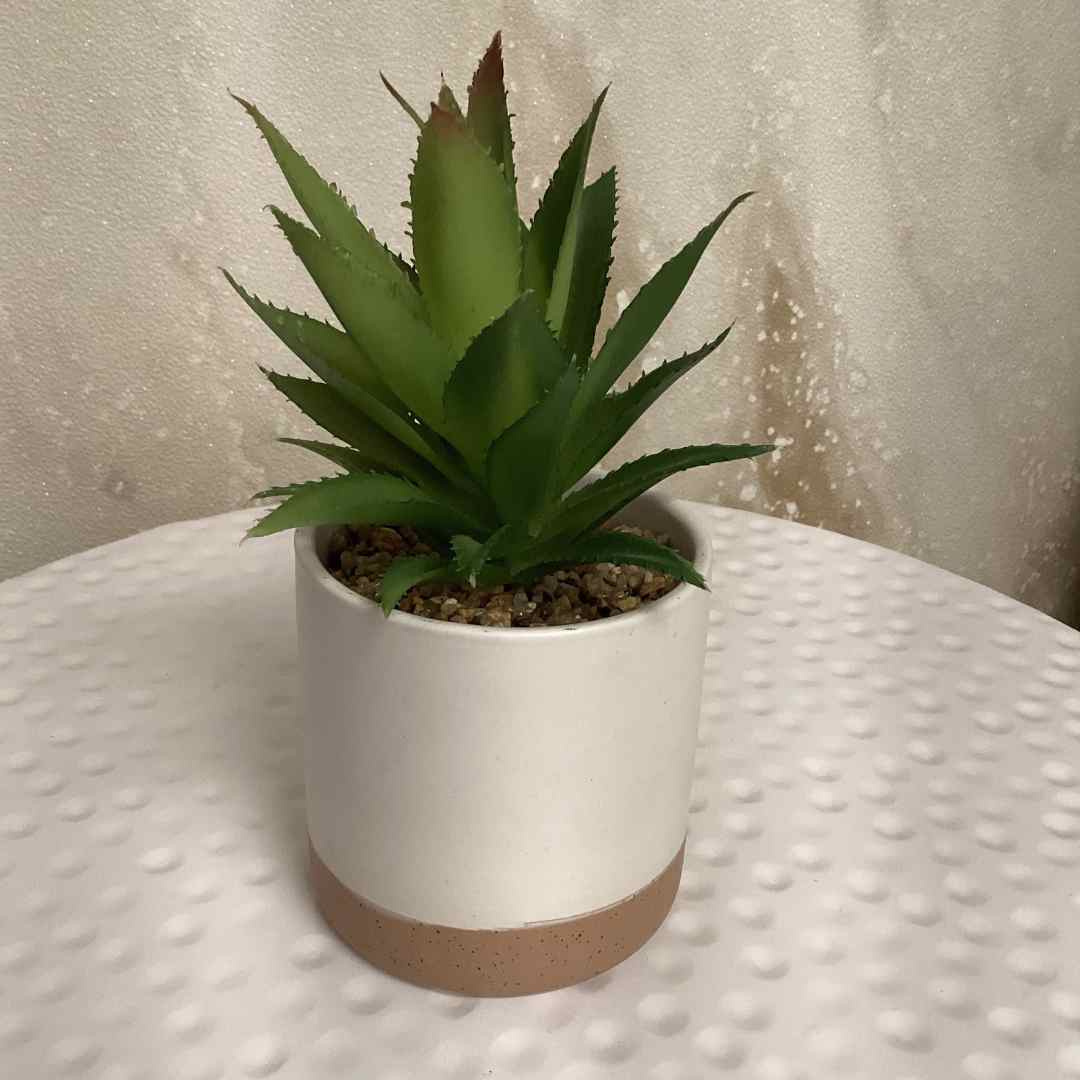 Aloe Succulent