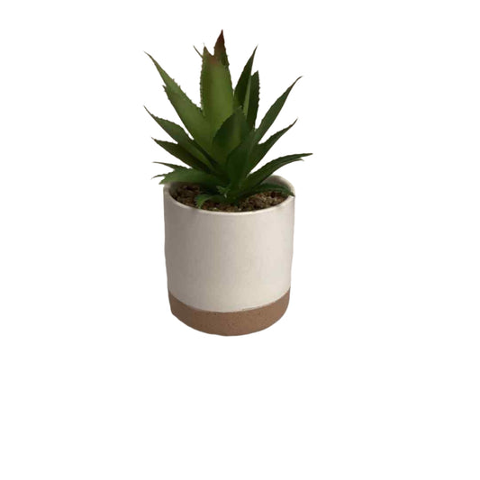 Aloe Succulent