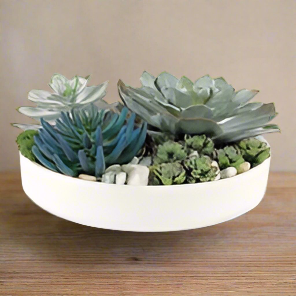 Blue-green Succulent Garden—OPEN BOX-LOCAL PICK UP ONLY