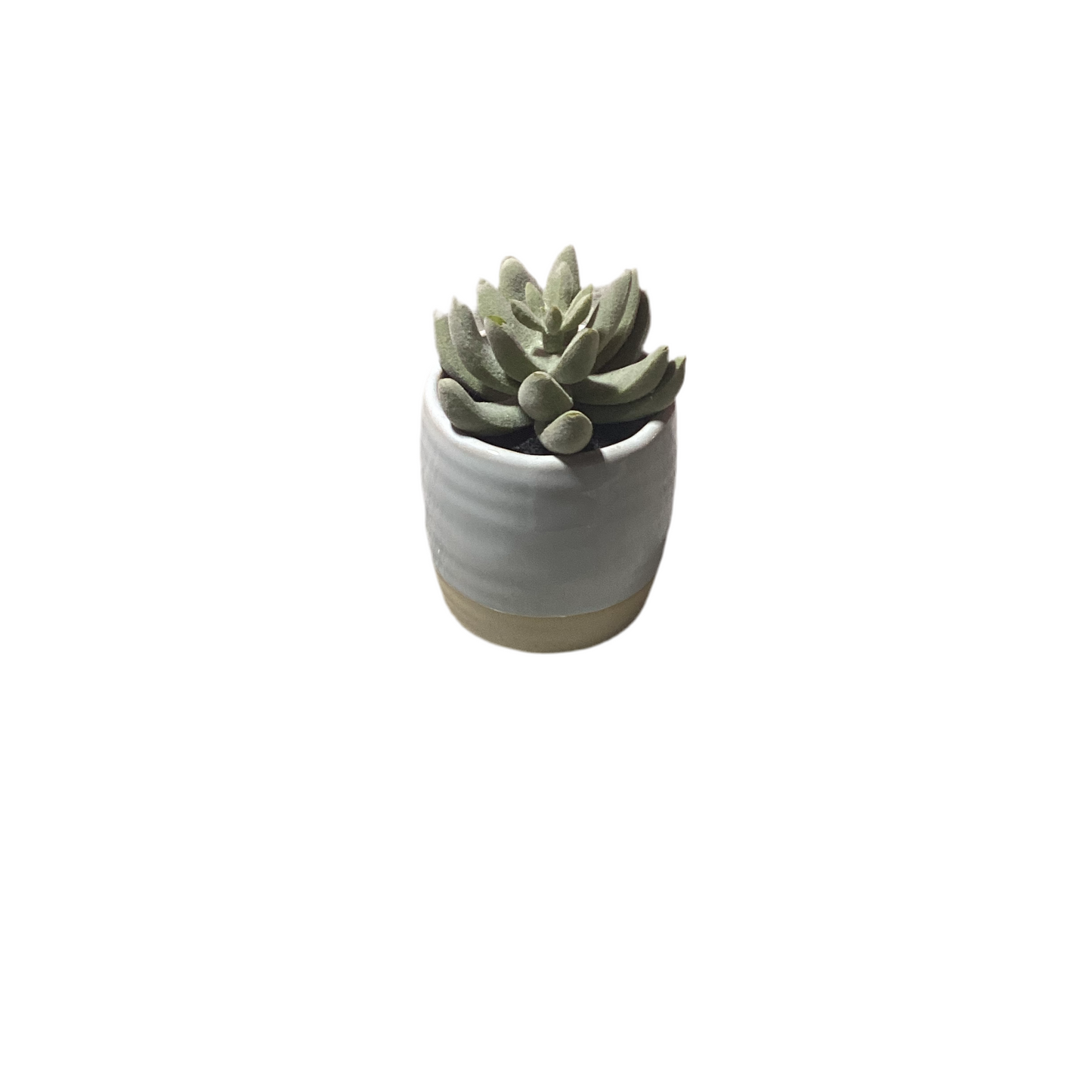 Petite table top faux plant