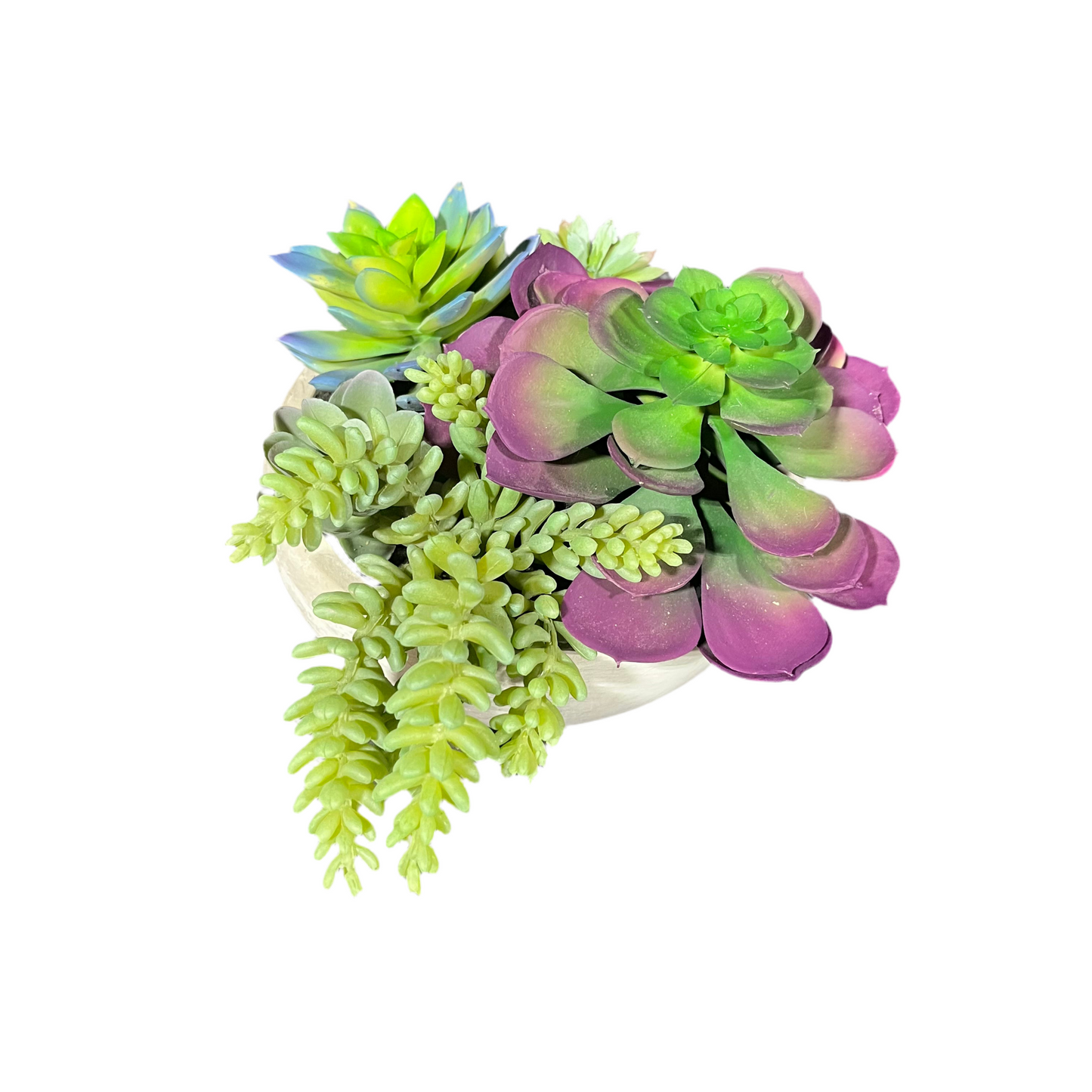 Assorted Succulent Plant- OPEN BOX