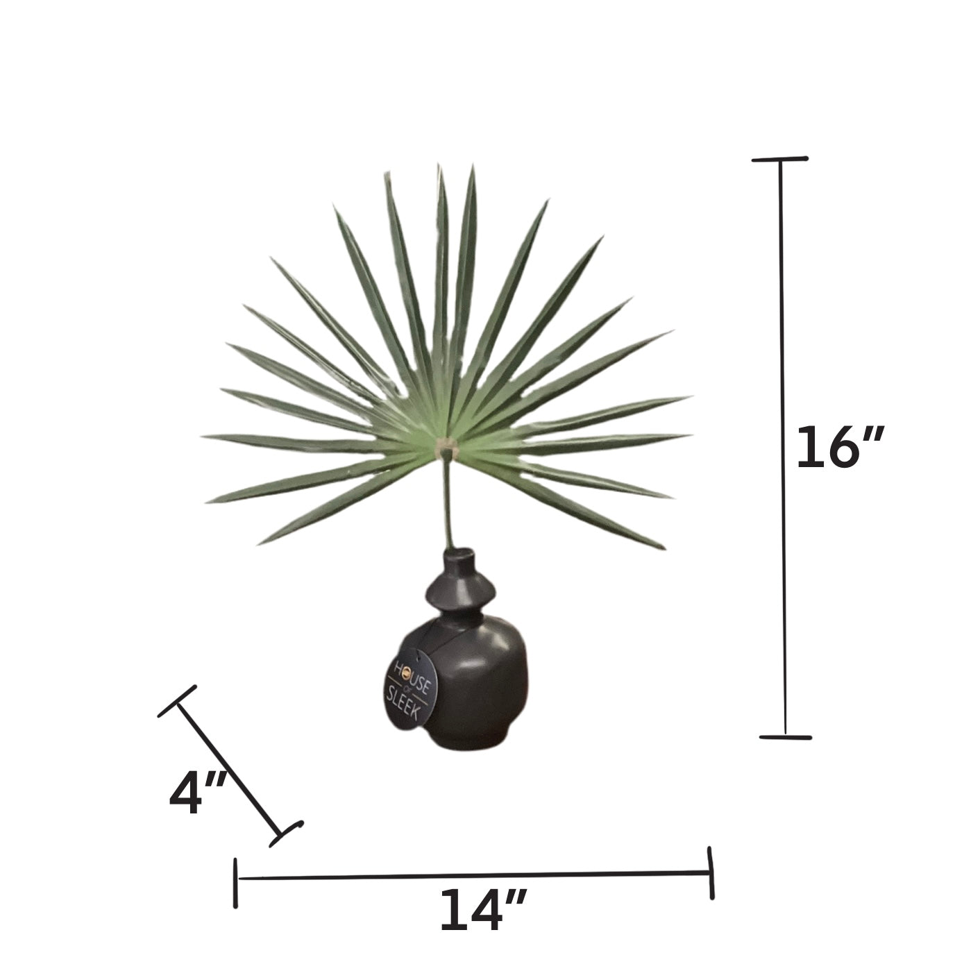 Single Fan Palm Accent Plant