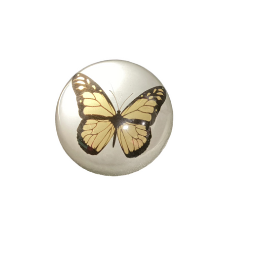 Butterfly paper weight-OPEN BOX