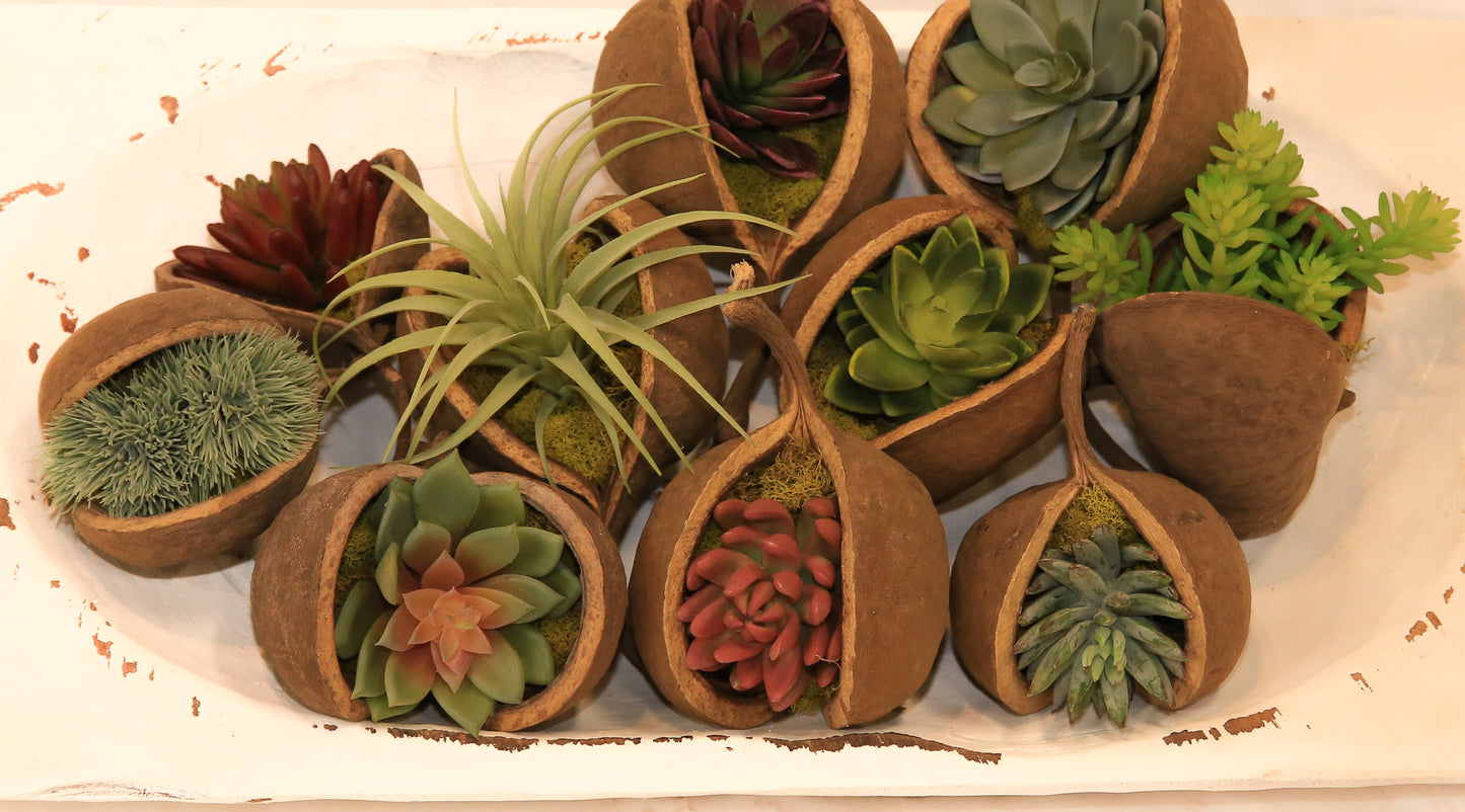 Succulent in Buddha Nut
