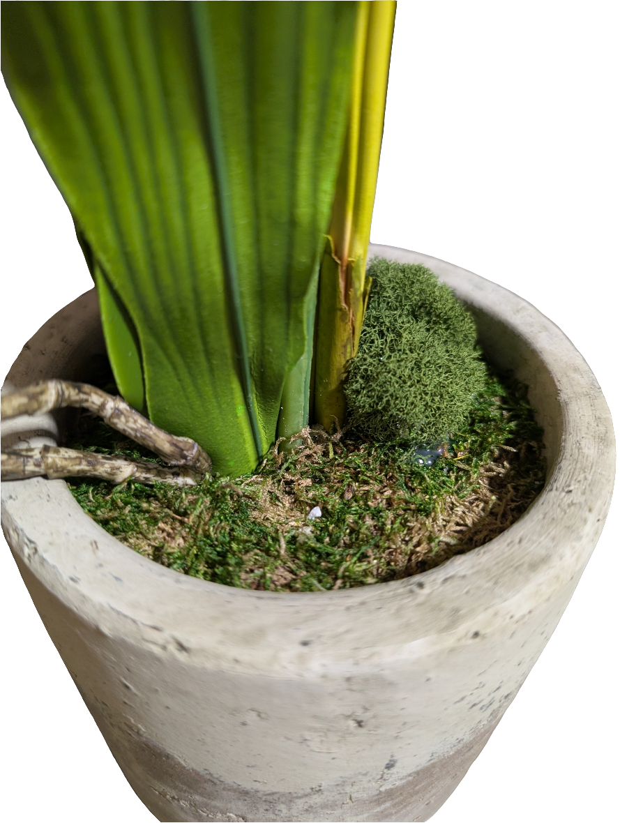 Purple Dendrobium Orchids in Earthen Vase- Small