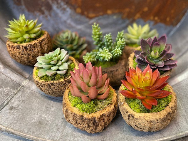 Succulent in Mayan Coconut