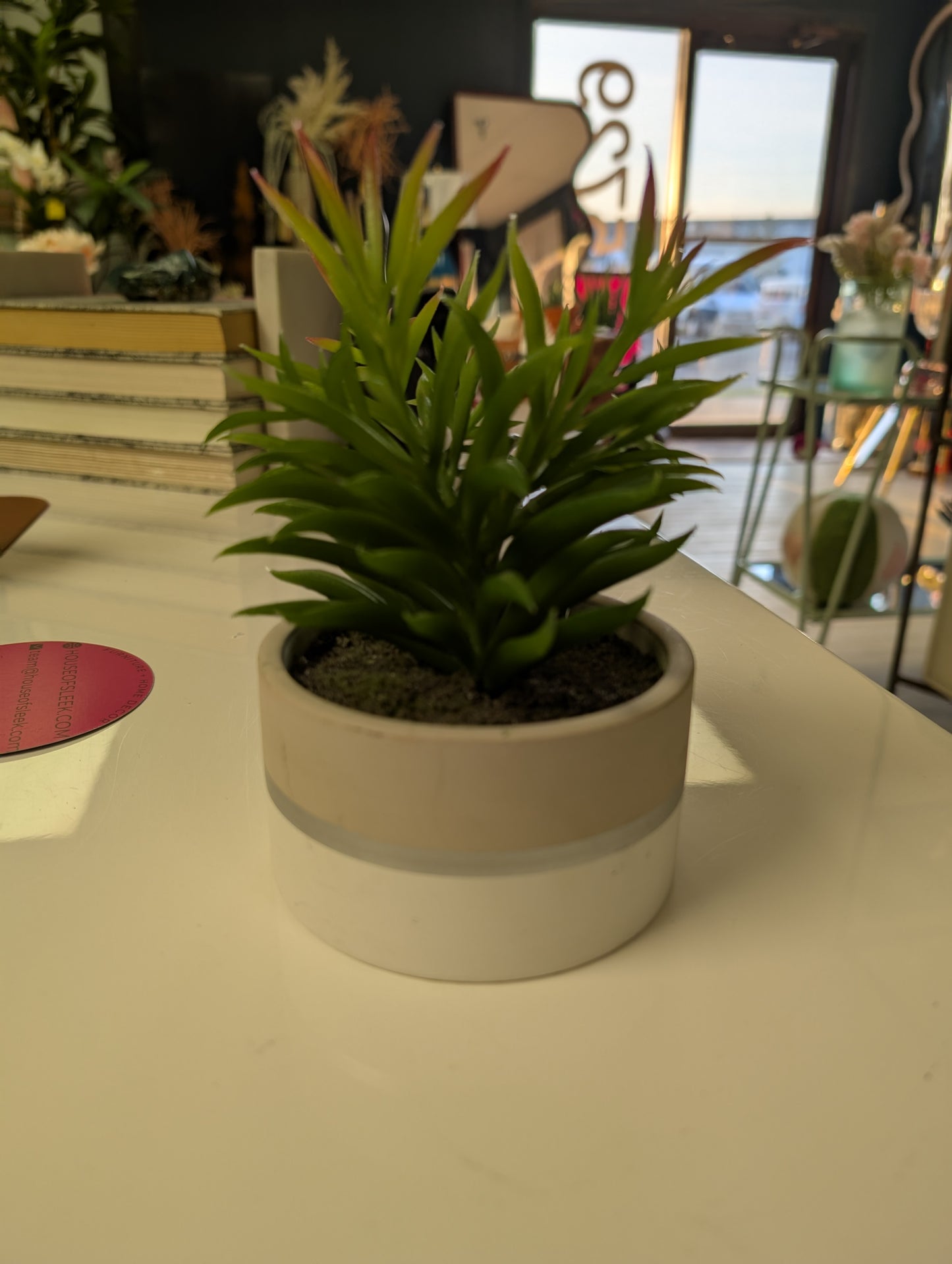Succulent in Ceramic Pot, 7"-OPEN BOX