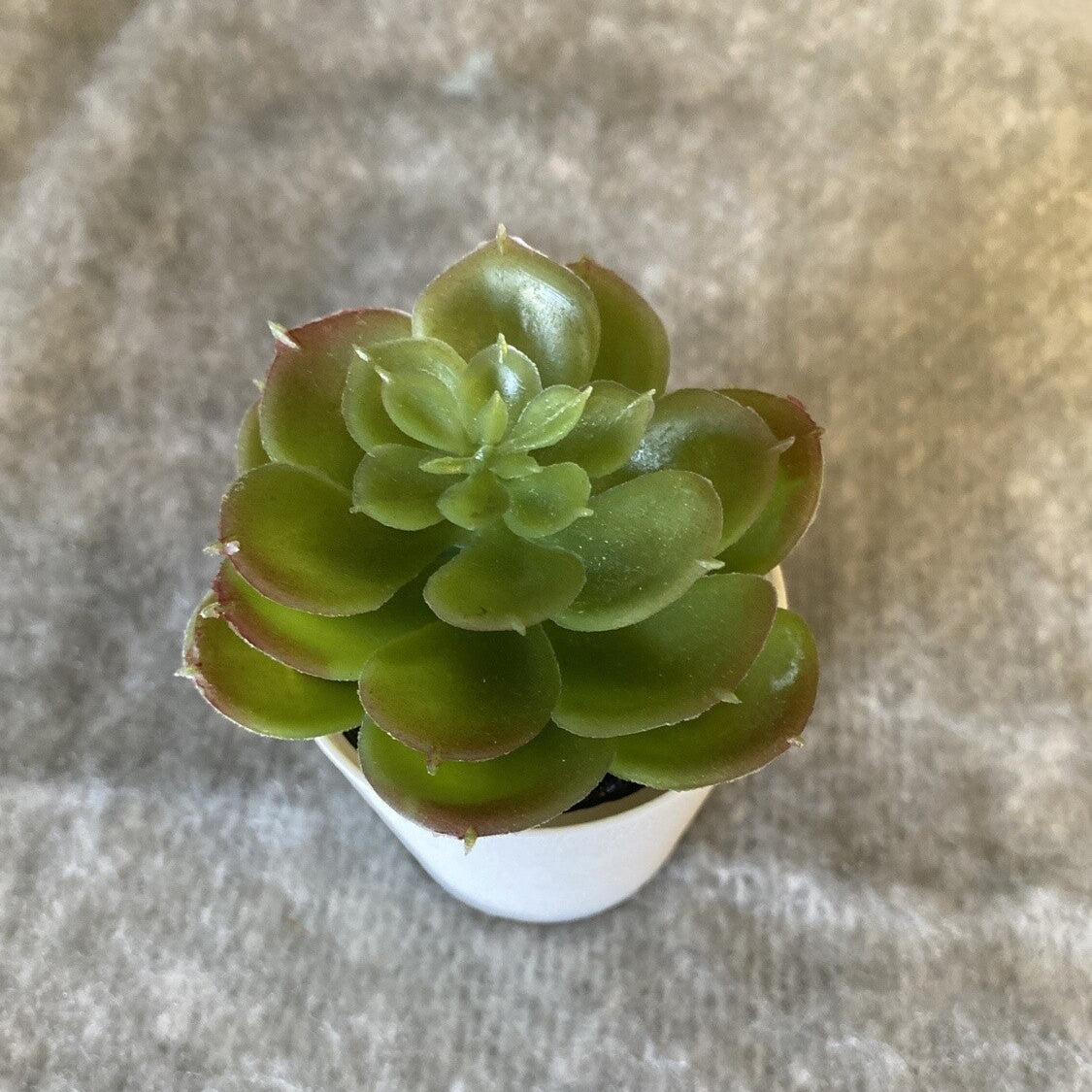 small faux succulent