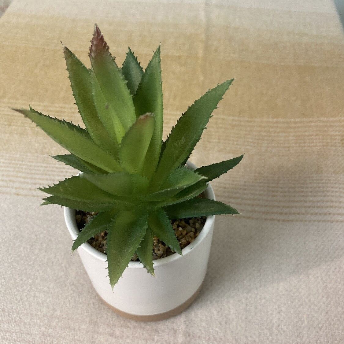 white faux planter w succulent
