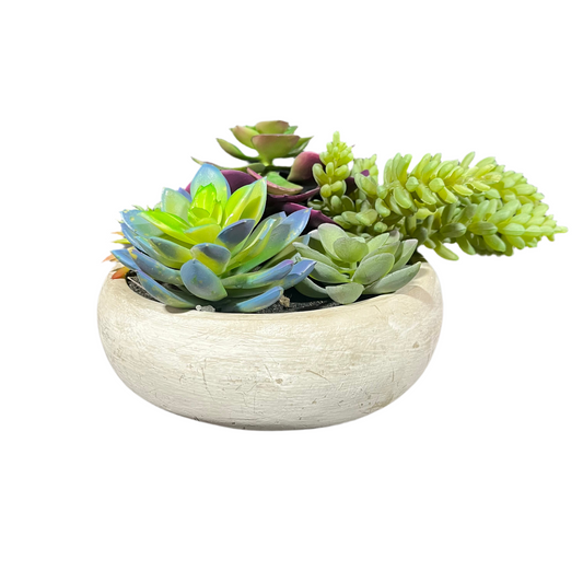 Assorted Succulent Plant- OPEN BOX