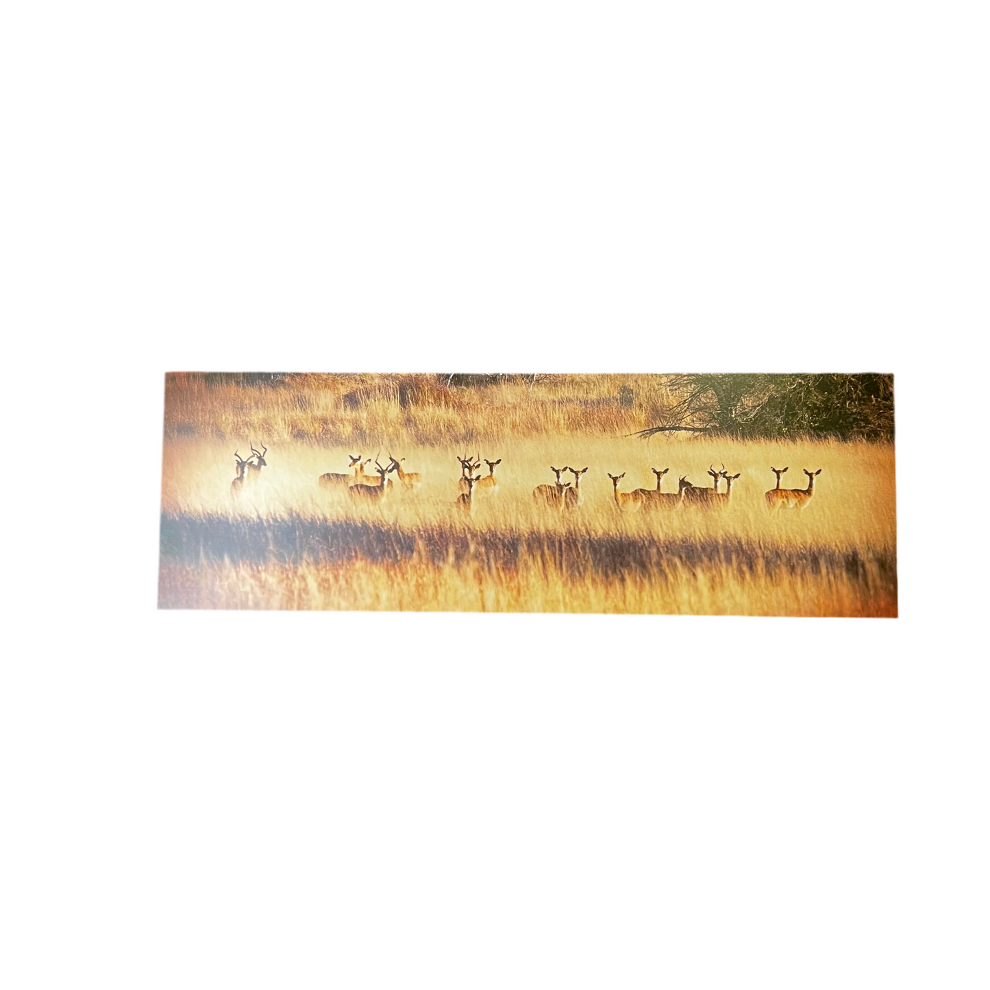 Golden Hour Deer Metal Canvas-Open Box