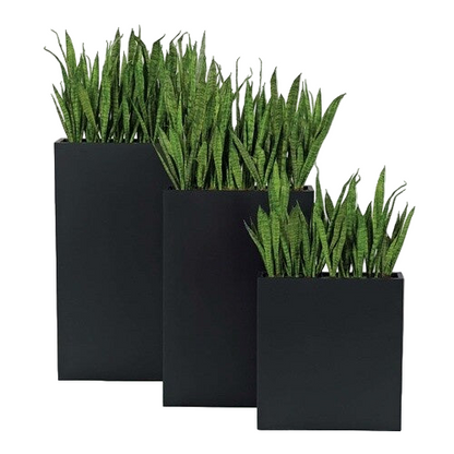 SANSEVIERIA IN SMALL BLK METAL- Local Pick Up Only