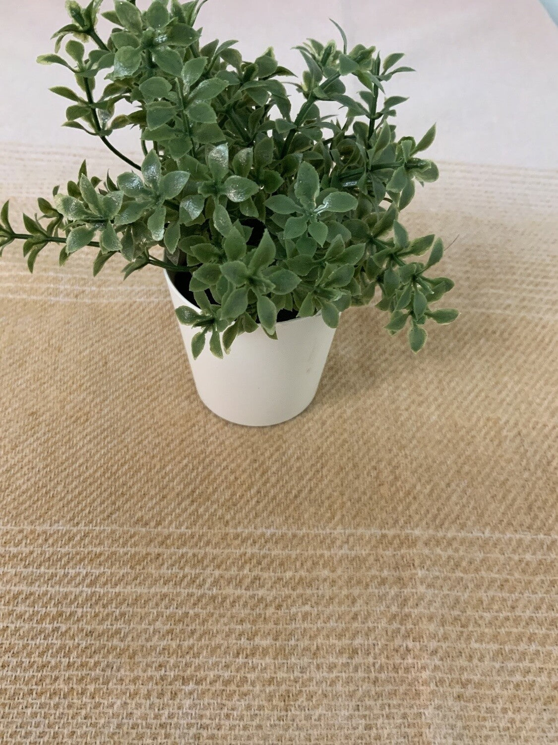 Tiny plant-open box