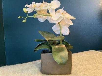 Faux Orchid- Open Box