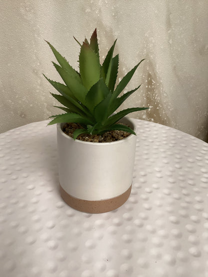 Aloe Succulent