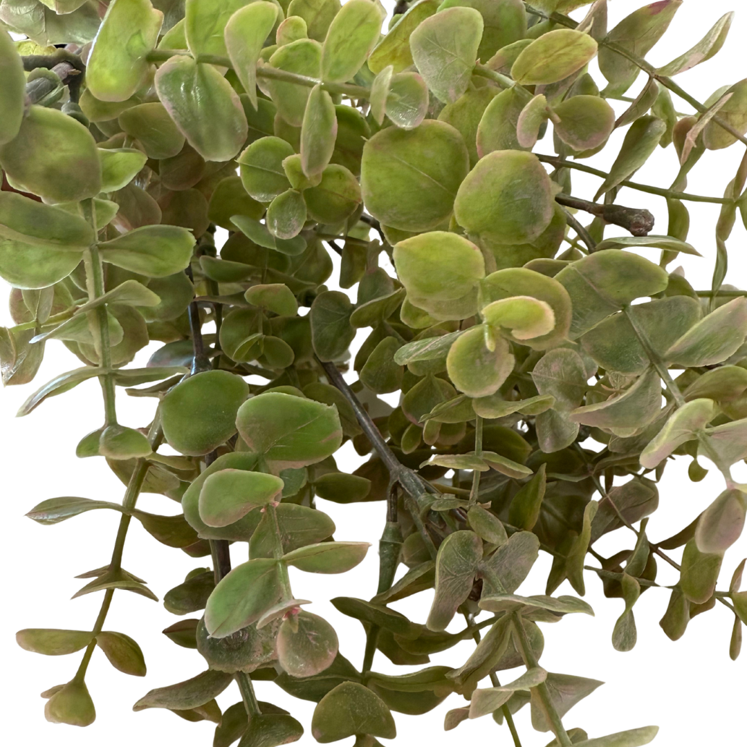 Green & Pink Eucalyptus Stem- Open Box