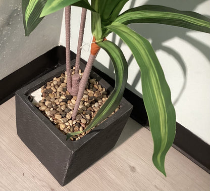 Medium Dracaena Floor Plant (50”H x 9.5”W)-open box