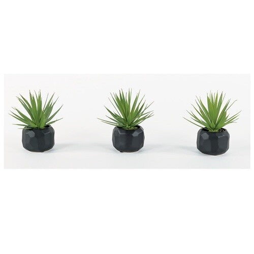 SPIKEY SUCCULENT in BLACK SET/3-OPEN BOX