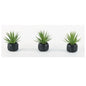 SPIKEY SUCCULENT in BLACK SET/3-OPEN BOX