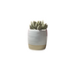 Petite table top faux plant