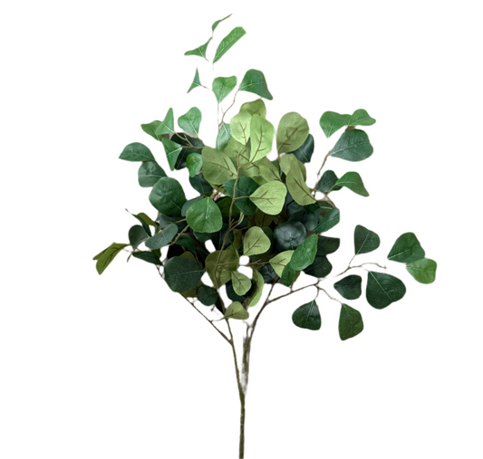 Eucalyptus Stem