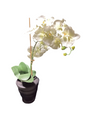 Faux White Orchid BLACK BASE-OPEN BOX