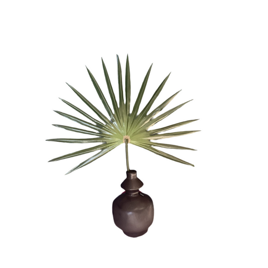 Single Fan Palm Accent Plant