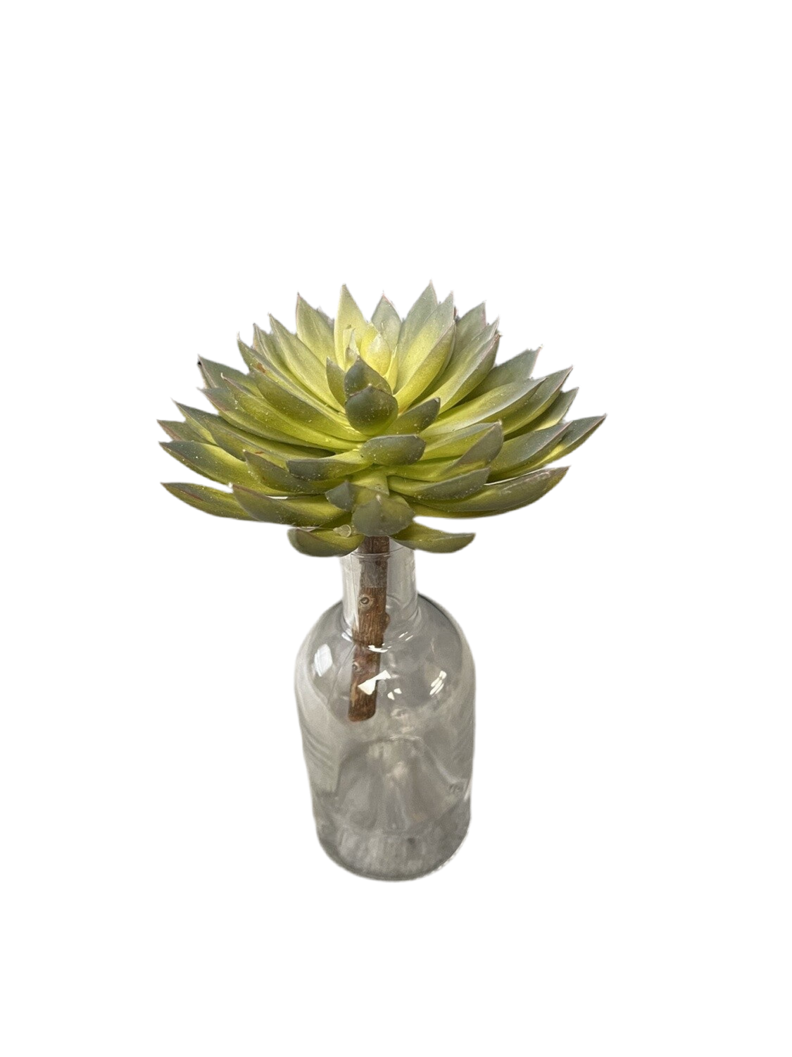 Green Succulent Plant Decor- Open Box