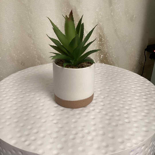 Aloe Succulent