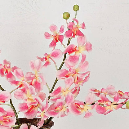 Pink orchids with a white background