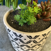 Black & Cream Plant-Medium - Open box