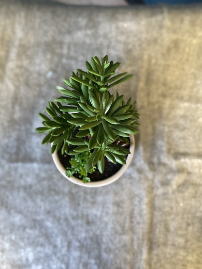 Indoor decorative plant