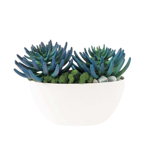 Blue/Green Succulent Garden-MedN6A22