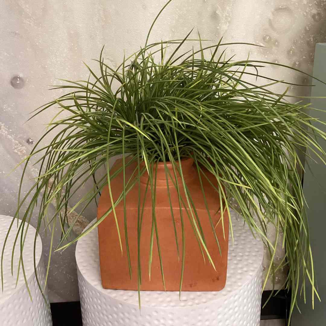 Carex grass plant faux