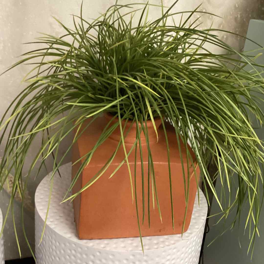 Carex grass plant faux