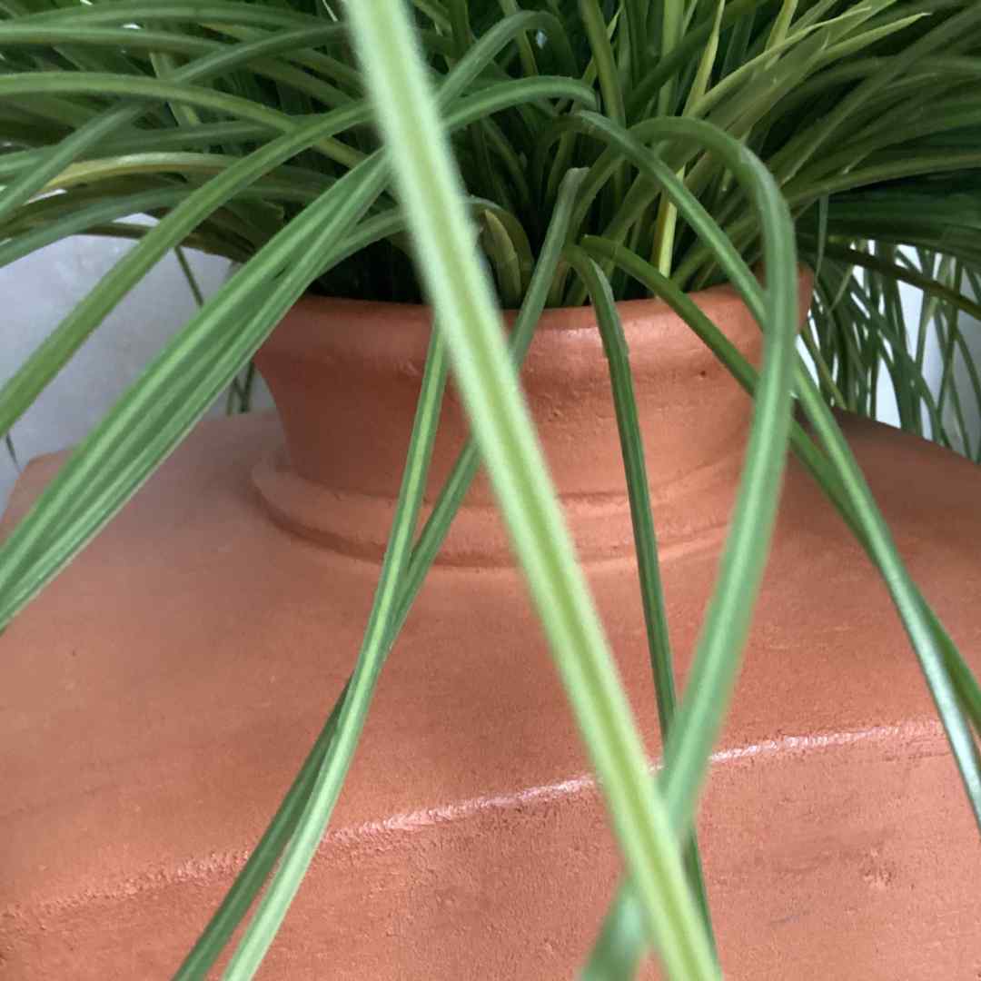 Carex grass plant faux