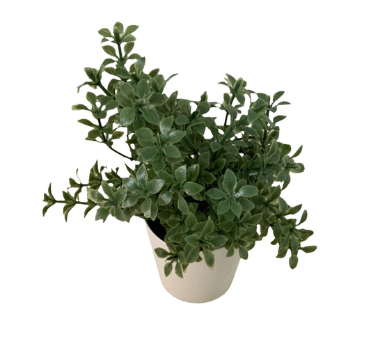 Tiny plant-open box