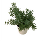Tiny plant-open box