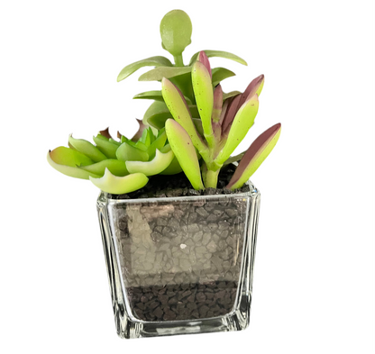 Faux 6’’ Succulent