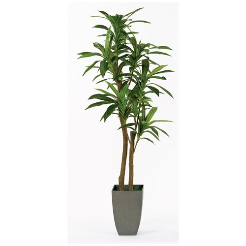 6.5' DRACAENA FLOOR PLANT