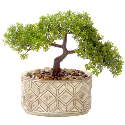 Bonsai tree in a decorative pot with a geometric pattern on a white background
