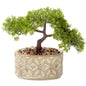 Bonsai tree in a decorative pot with a geometric pattern on a white background